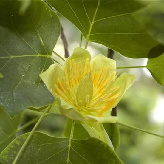 Liriodendron tulipifera 'Fastigiatum'