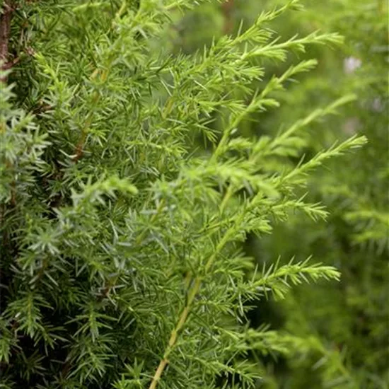 Juniperus communis