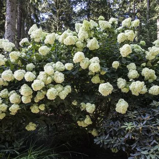 Hydrangea paniculata 'Phantom'