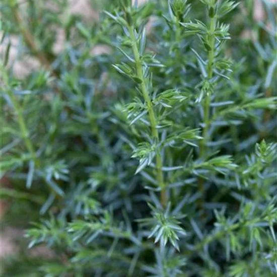 Juniperus communis 'Sentinel'