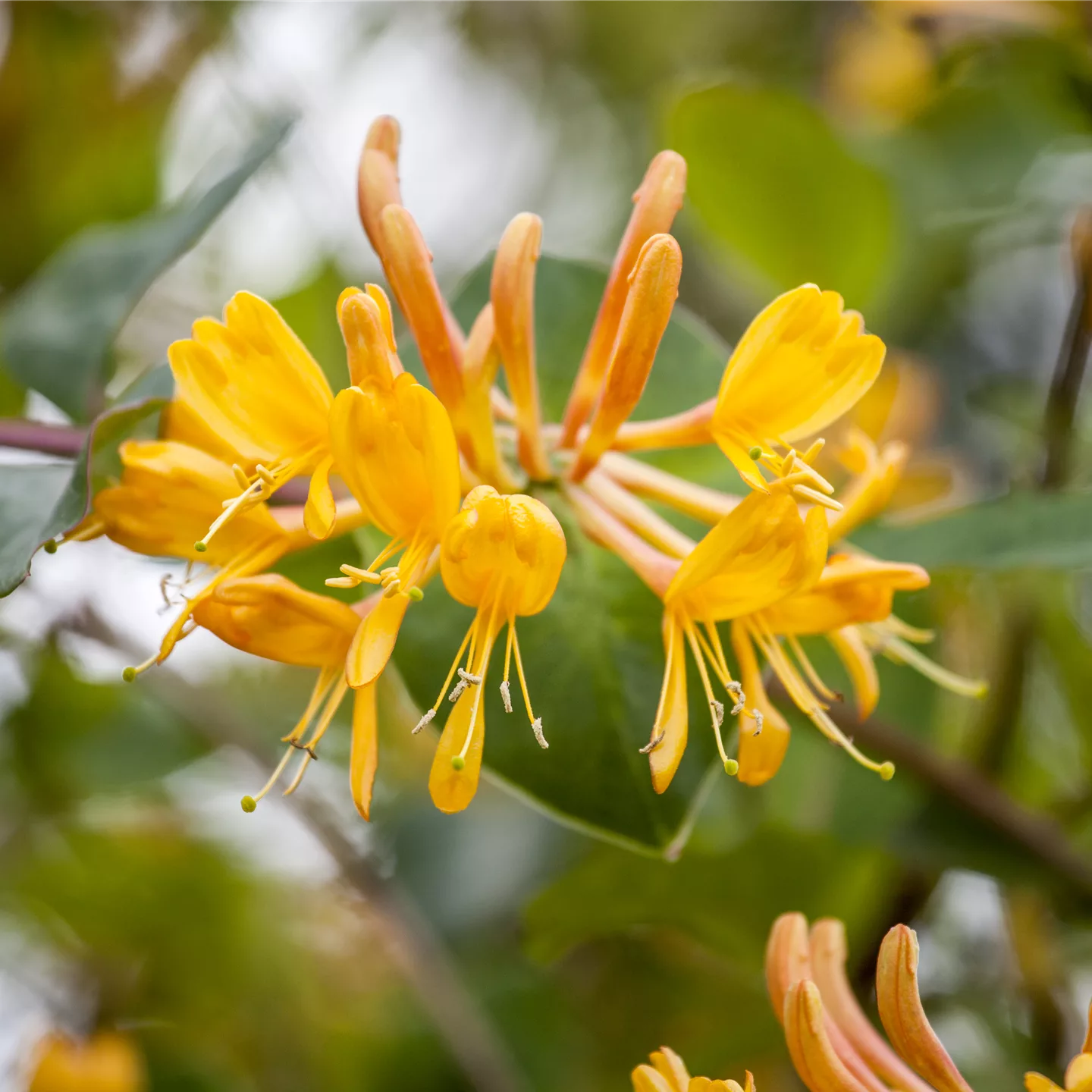 Lonicera tellmanniana (x)