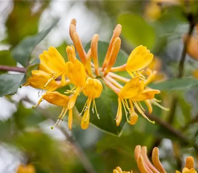 Lonicera tellmanniana (x)