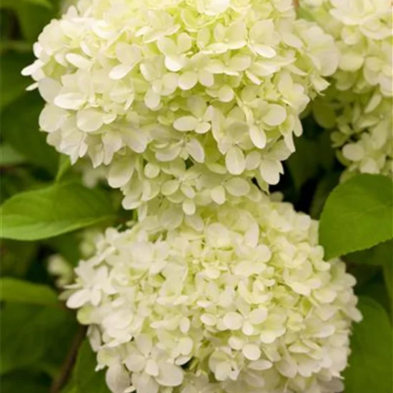 Hydrangea paniculata 'Limelight'