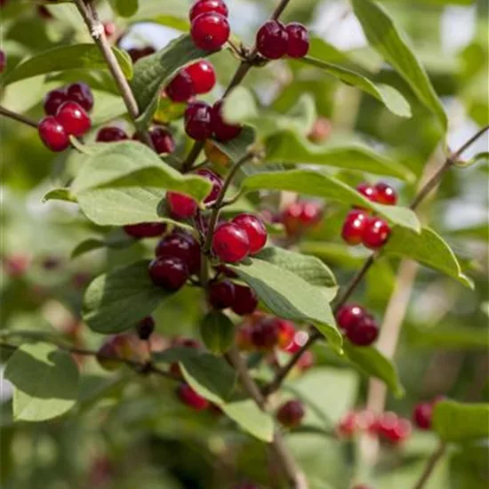 Lonicera xylosteum