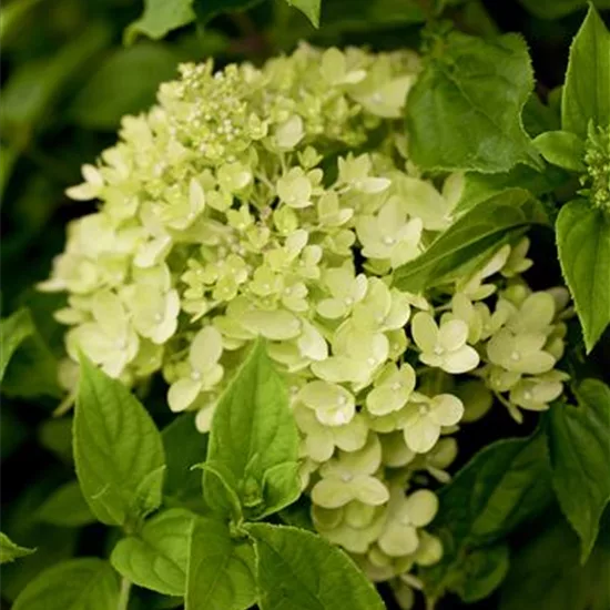 Hydrangea paniculata 'Little Lime'