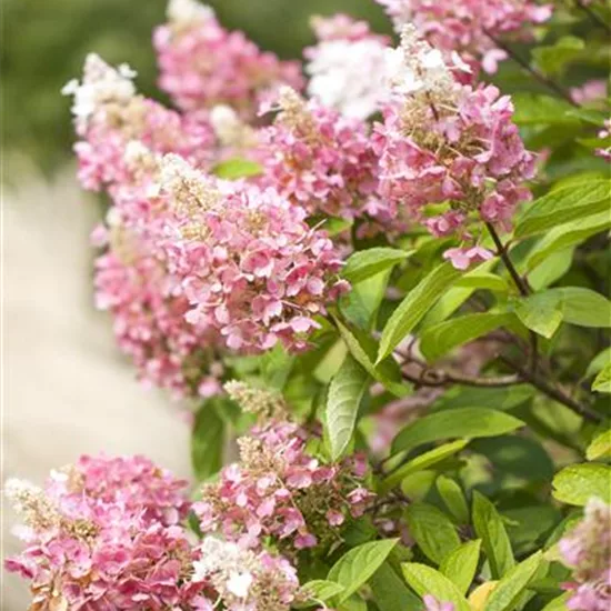 Hydrangea paniculata 'Pinky Winky'