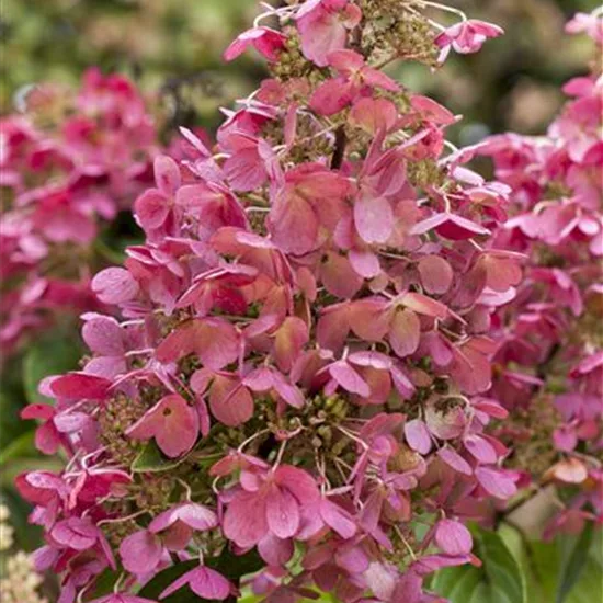 Hydrangea paniculata 'Diamant Rouge'