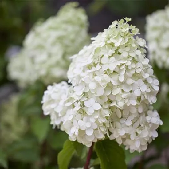 Hydrangea paniculata 'Polar Bear'