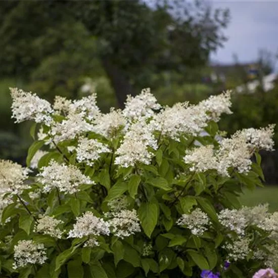 Hydrangea paniculata 'Unique'