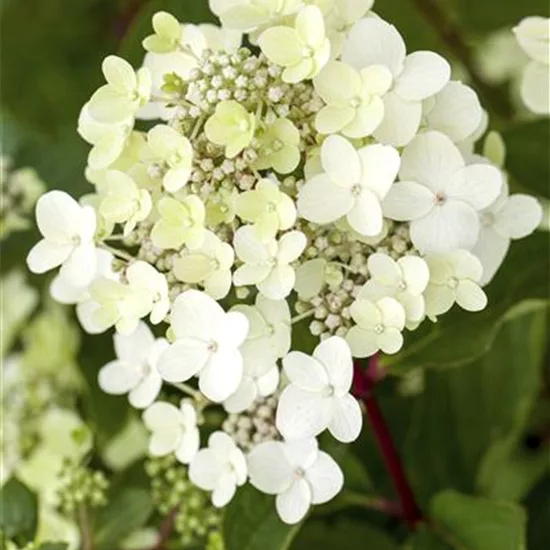 Hydrangea paniculata 'Vanille-Fraise'