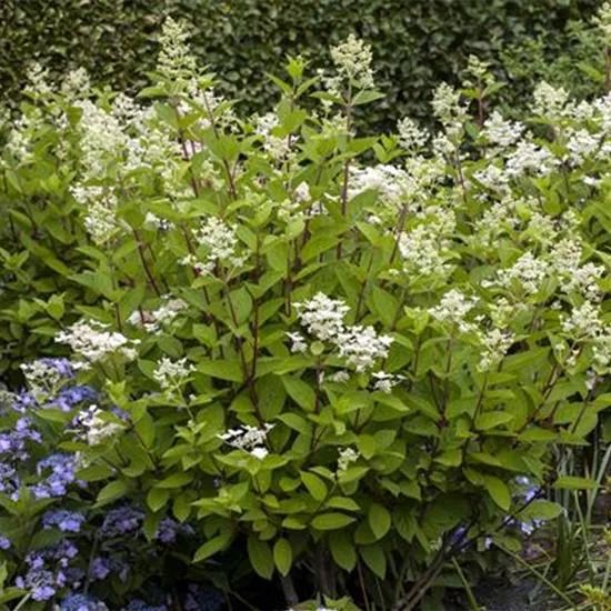 Hydrangea paniculata 'Wim's Red'