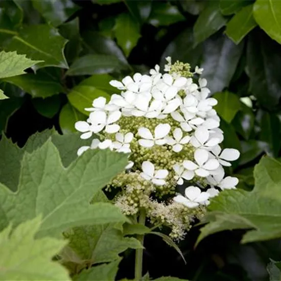 Hydrangea quercifolia