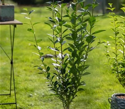 Ligustrum ovalifolium