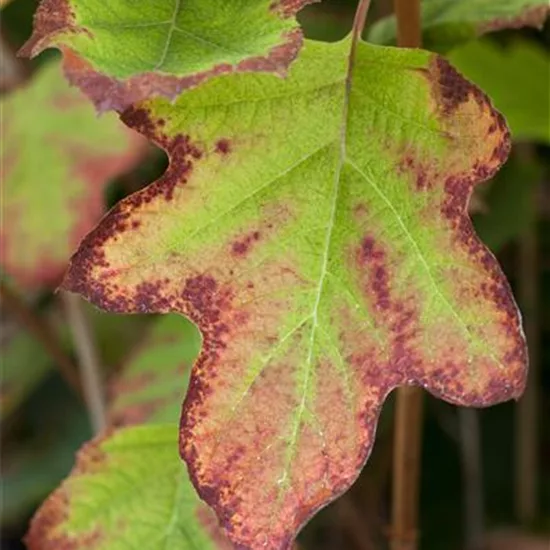 Hydrangea quercifolia 'Black Porch'