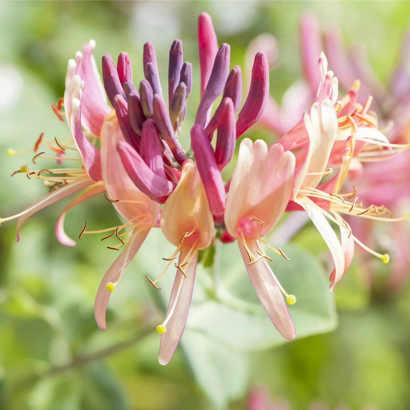 Lonicera periclymenum 'Serotina'