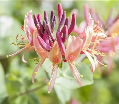 Lonicera caprifolium