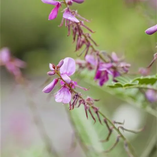 Indigofera heterantha