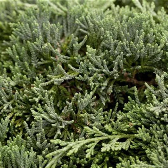 Juniperus horizontalis 'Icee Blue'