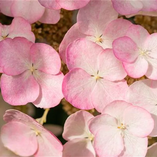 Hydrangea quercifolia 'Snow Queen'