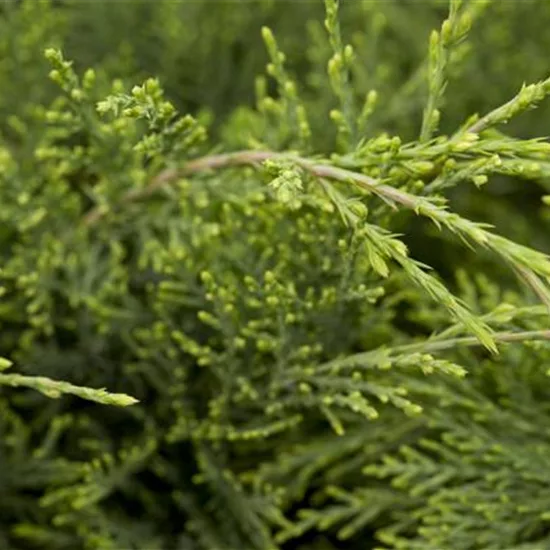 Juniperus virginiana 'Hetz'