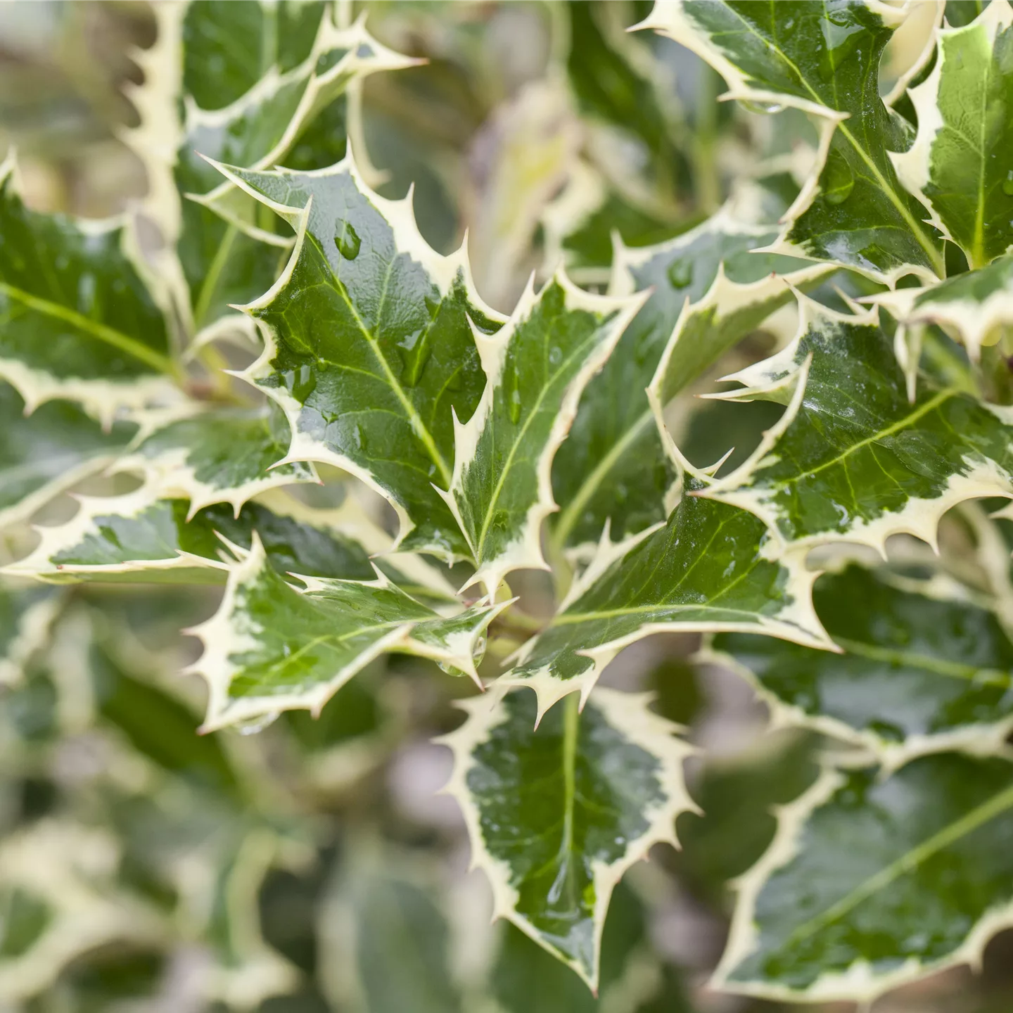 Ilex aquifolium 'Argentea Marginata'