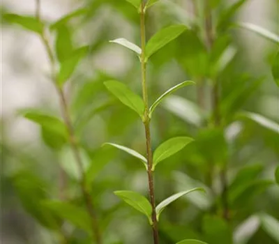 Ligustrum vulgare 'Atrovirens'