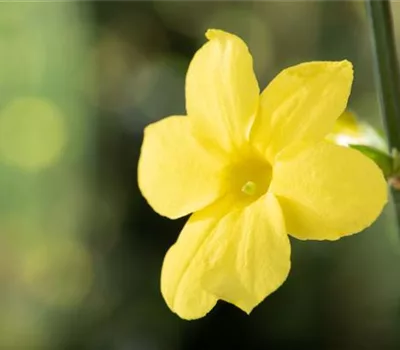 Jasminum nudiflorum