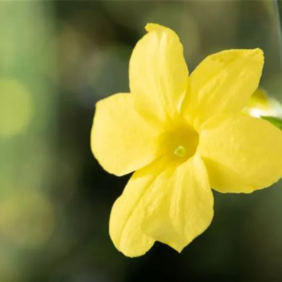 Jasminum nudiflorum