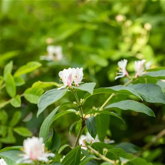 Lonicera maackii