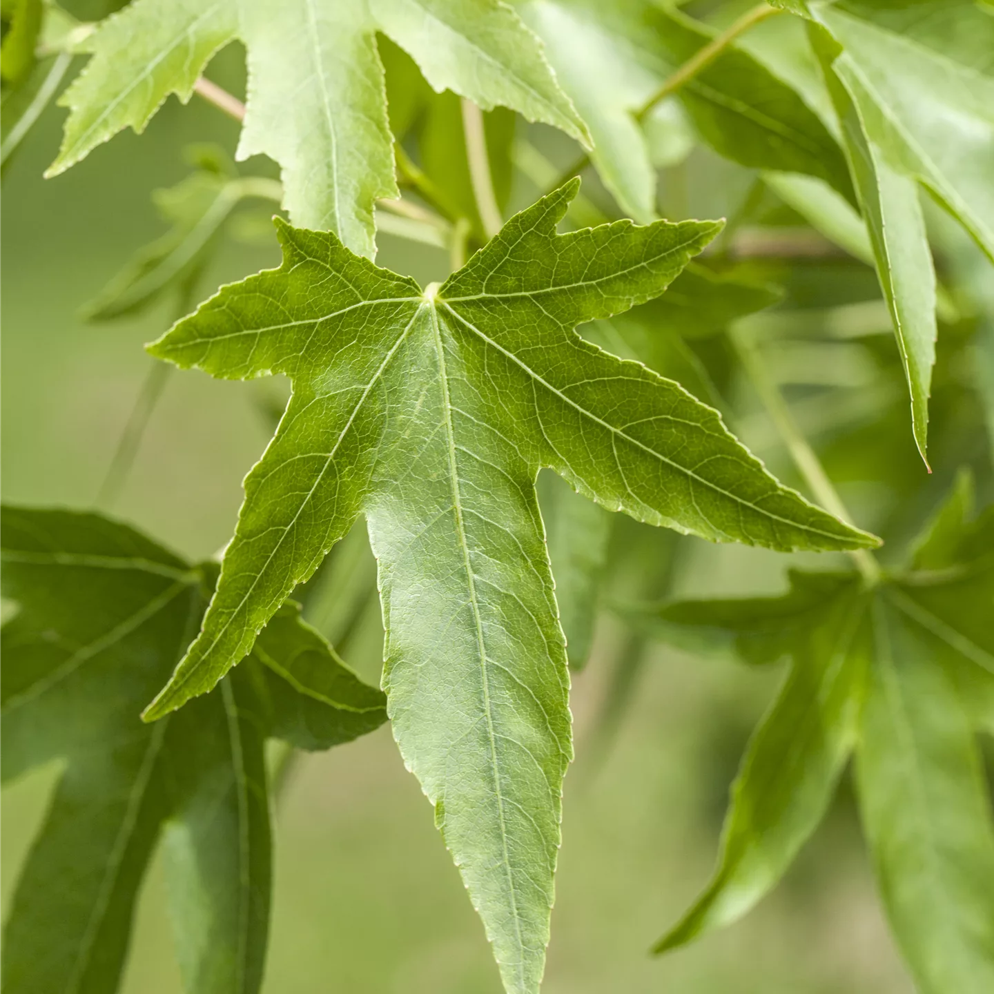 Liquidambar styraciflua