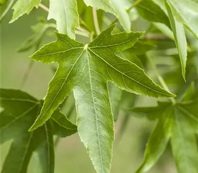 Liquidambar styraciflua