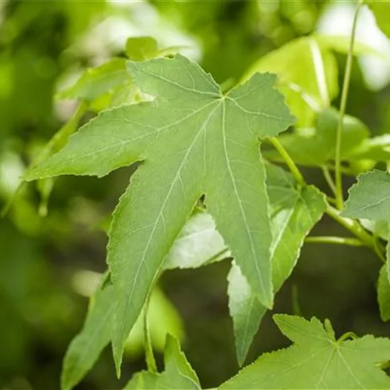 Liquidambar styraciflua 'Slender Silhouette'