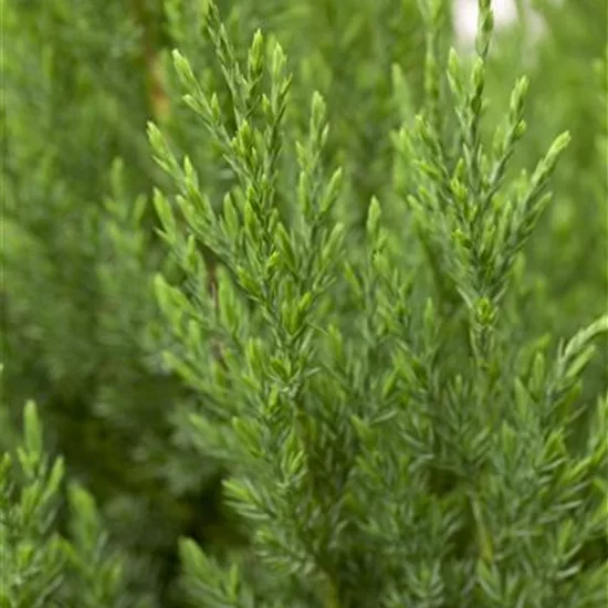 Juniperus chinensis 'Stricta'