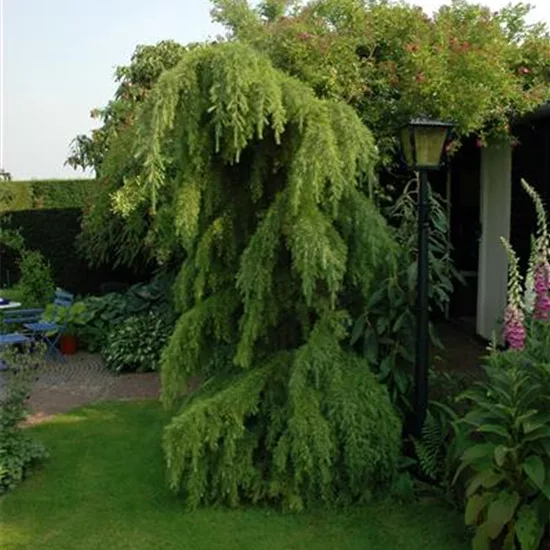 Larix decidua 'Pendula'