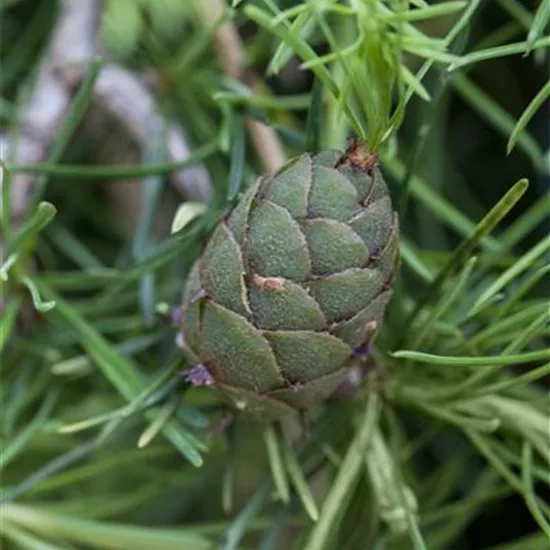 Larix kaempferi