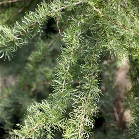 Larix kaempferi 'Diana'