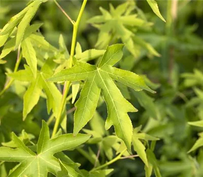 Liquidambar styraciflua 'Worplesdon'