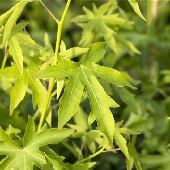 Liquidambar styraciflua 'Worplesdon'