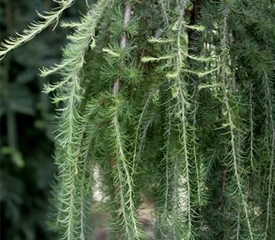 Larix kaempferi 'Pendula'