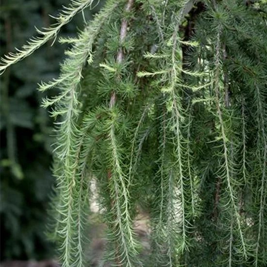 Larix kaempferi 'Pendula'