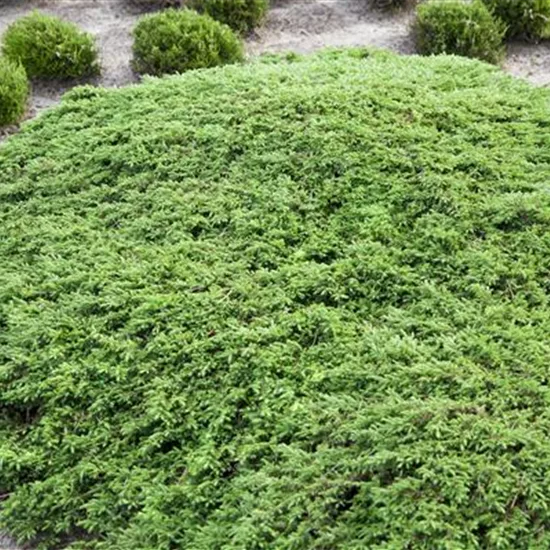 Juniperus communis 'Green Carpet'