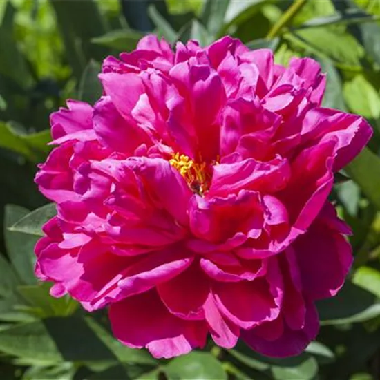 Paeonia suffruticosa rosa