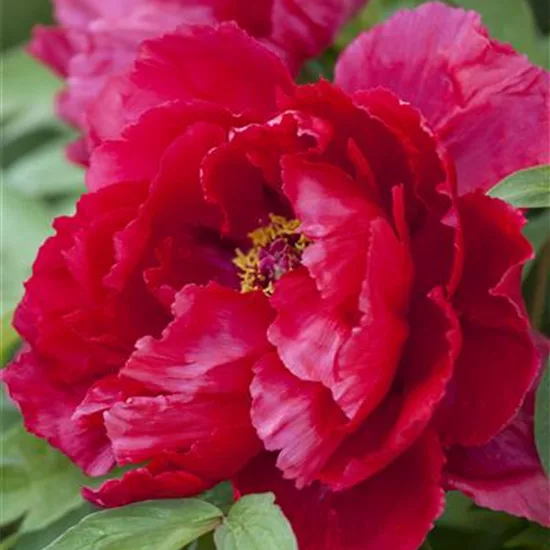 Paeonia suffruticosa rot