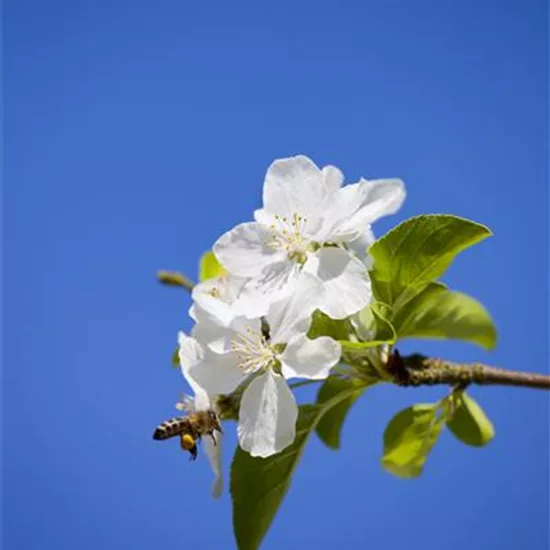 Malus 'Butterball'