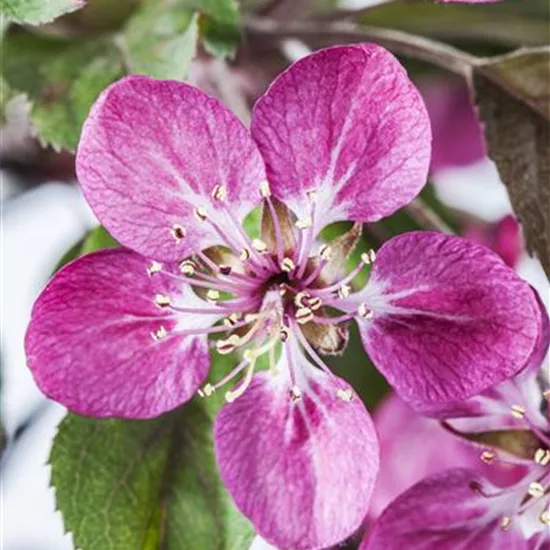 Malus 'Coccinella'