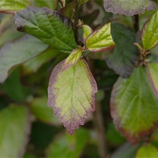 Parrotia persica 'Persian Spire'