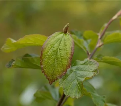 Parrotia persica 'Vanessa'