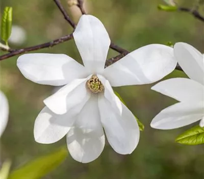 Magnolia kobus