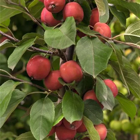 Malus 'Red Jade'