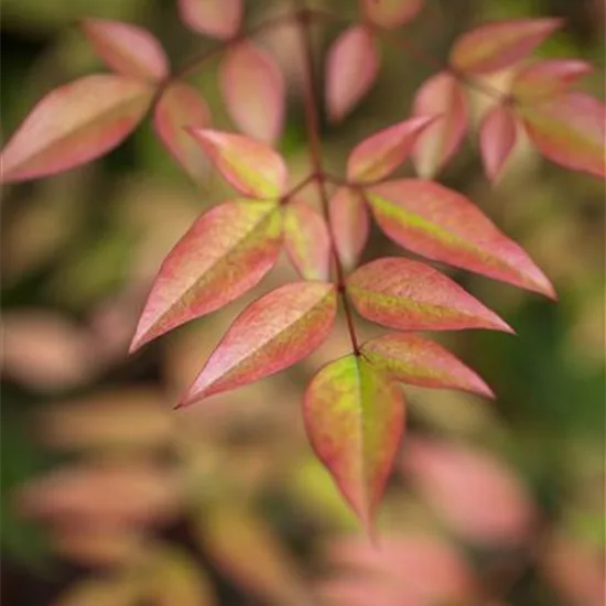 Nandina domestica